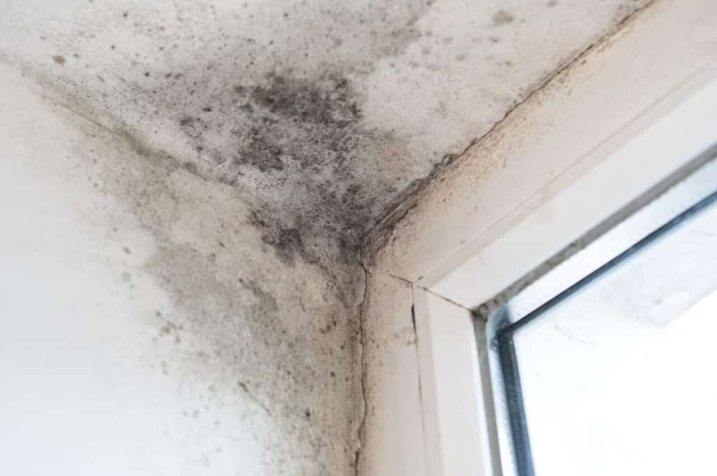 Mould Ceiling Bad For Health