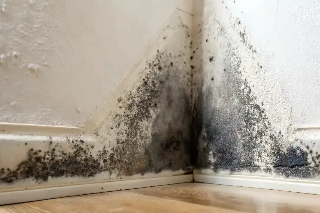 Mould Assessment Sydney
