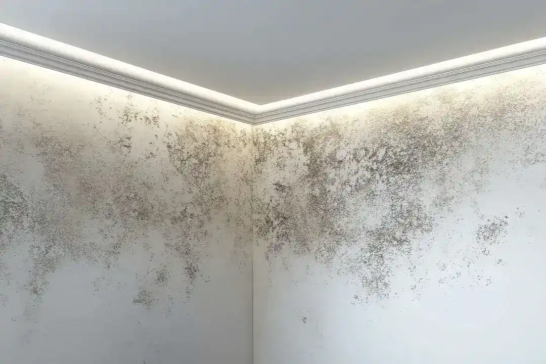 Mould Assessment Sydney