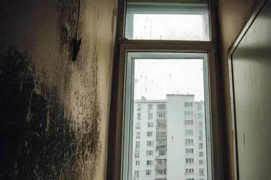 Mould Assessment Sydney