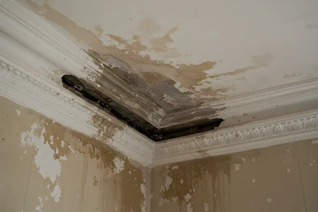 Mould Assessment Sydney