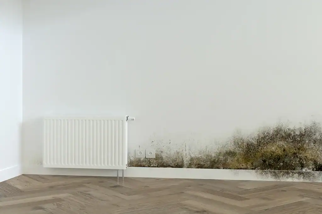 Sydney’s Mould Removal Professional
