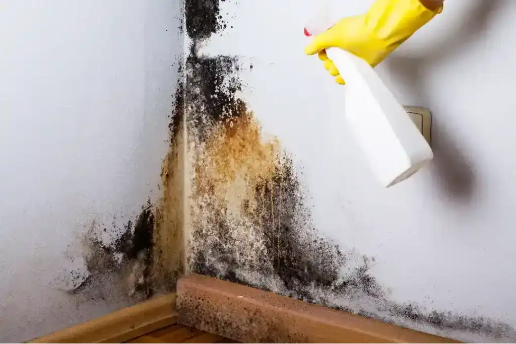 Sydney Mould Removal 1