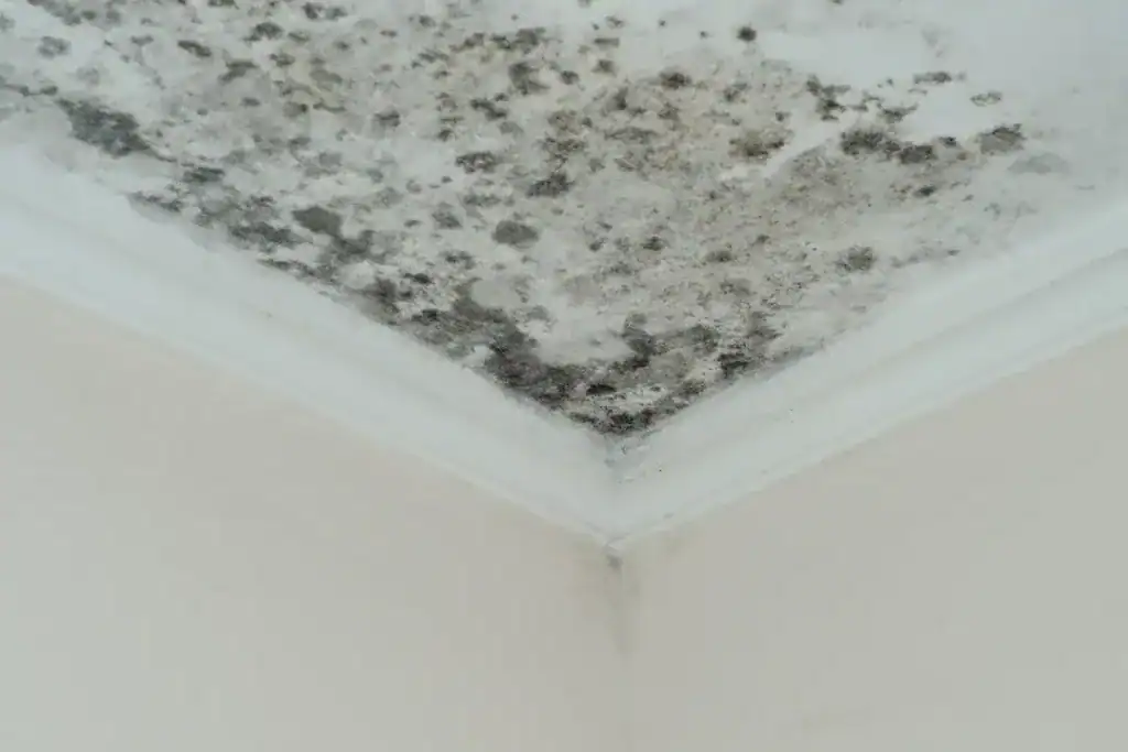 Sydney Mould Removal